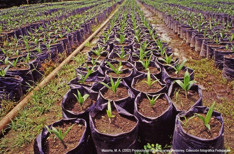 Vivero Monterrey 011